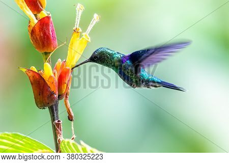 Best Humminbird From Ecuador In The Flight, Wildlife From Tropic Jungle. Wildlife Scene From Nature.