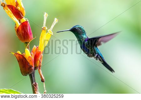 Best Humminbird From Ecuador In The Flight, Wildlife From Tropic Jungle. Wildlife Scene From Nature.