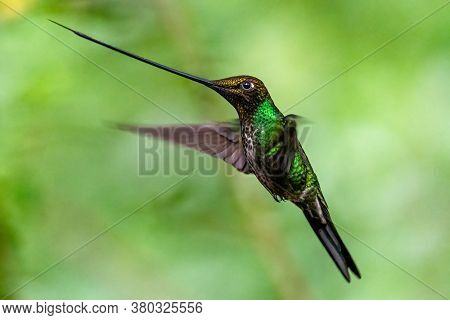 Best Humminbird From Ecuador In The Flight, Wildlife From Tropic Jungle. Wildlife Scene From Nature.