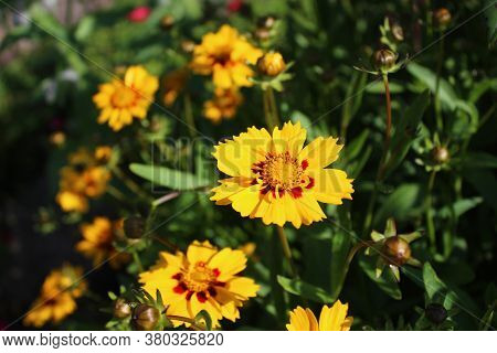 The Picture Shows Blossoming Tickseed In The Garden
