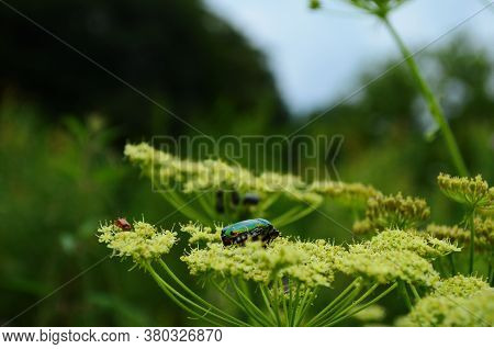 Flower Chafers Eating Nectar Of White Flower. Scarabaeidae Family.