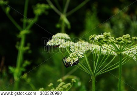Flower Chafers Eating Nectar Of White Flower. Scarabaeidae Family.
