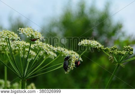 Flower Chafers Eating Nectar Of White Flower. Scarabaeidae Family.