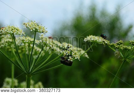 Flower Chafers Eating Nectar Of White Flower. Scarabaeidae Family.