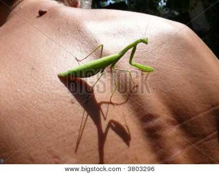 Mantis