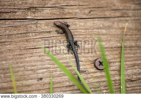 A Small Black Lizard Is Warming Itself On An Old Board. Close Up.