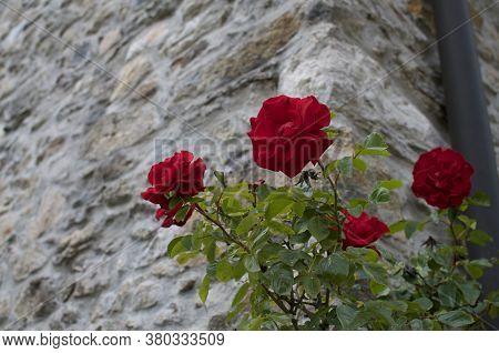 Beautiful Red Roses Against A Stone Wall Of A Typical Rustico House Located In A Rural Village Of Th