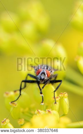 Macro Shot Of Flesh Fly On The Leaf. Sarcophagidae.