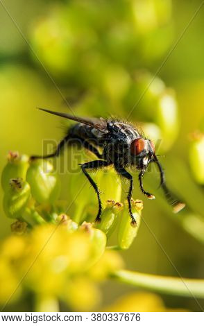 Macro Shot Of Flesh Fly On The Leaf. Sarcophagidae.