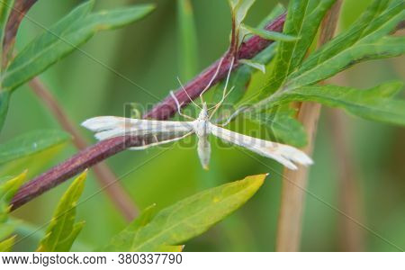 Macro Shot Of White Plume Moth. Pterophorus Pentadactyla.