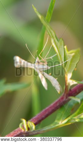 Macro Shot Of White Plume Moth. Pterophorus Pentadactyla.