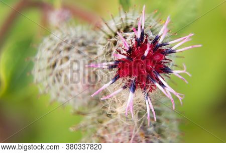 Macro Shot Of Greater Burdock. Arctium Lappa.