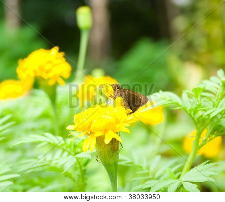 Fjäril med blommor och spindlar.