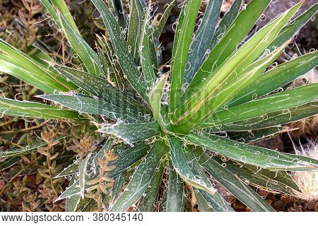 Close Up Spiky Green Cactus Aloe Vera In The Garden. Close Up Of Succulent Growing Outdoors.