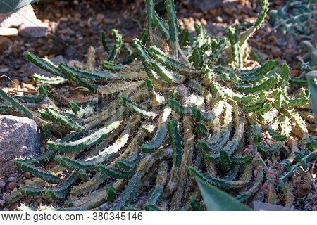 Myrtillocactus Cochal Growing Outdoors. Succulent Plant Growing In The Botanical Garden.