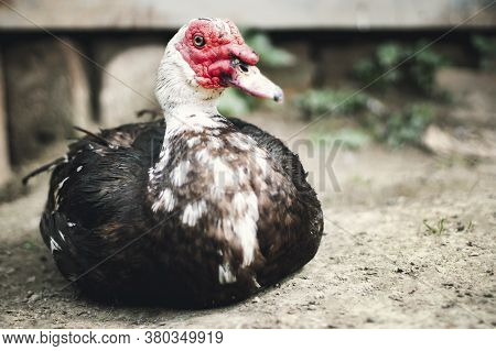 Closeup Of A Muscovy Duck, Cairina Moschata. Muscovy Duck Drake. Duck Farm.