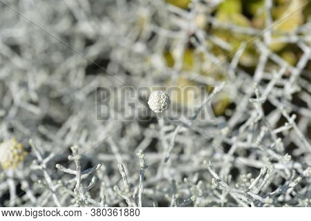 Silver Cushion Bush - Latin Name - Calocephalus Brownii