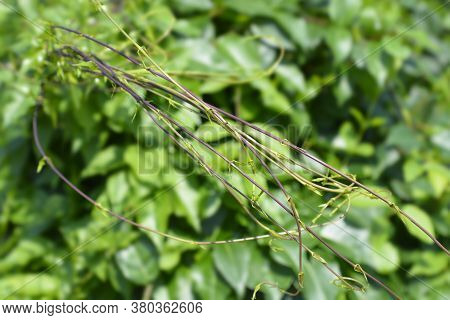 Grecian Silkvine Branches - Latin Name - Periploca Graeca