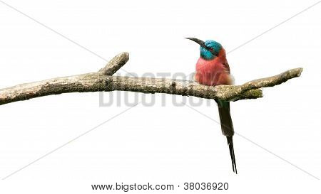 Northern Carmine Bee-eater