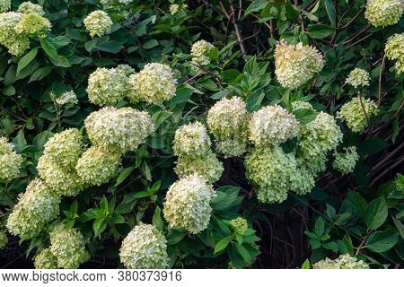 Bigleaf Hydrangea Is A Species Of Flowering Plant In The Familyhy Hydrangeaceae Colorful White