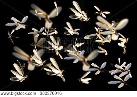 Low Key Image And Blur To Highlight The Lights In The Night Long And Flying Animation Play Light Aro