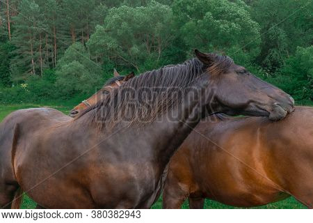 Couple Of Horse Portrait In Pasture. Two Beautiful Chocolate And Brown Horses