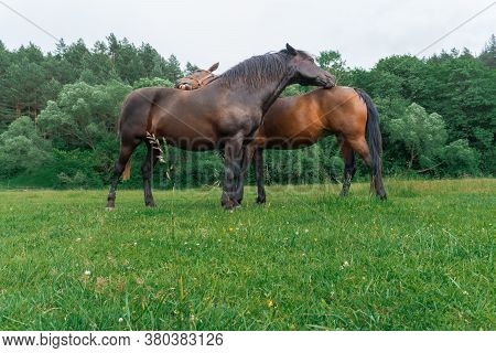 Couple Of Horse Portrait In Pasture. Horse Communication.