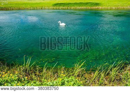 Swan Swimming On A Surface Of Beautiful Gacka River Netween Green Meadows In Croatia And Fishing