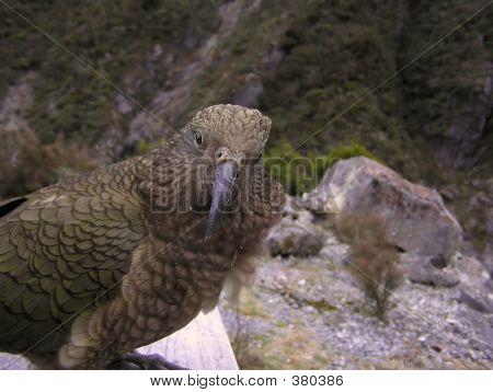 Inquisitive Kea