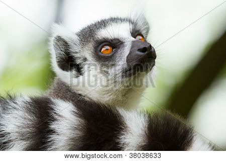 Ring-tailed Lemur  In A Dutch Zoo
