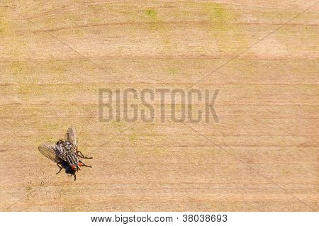 Housefly On Wood, Room For Copy Space