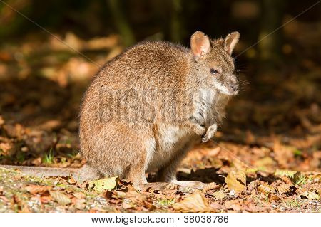 Close-up Of A Parma Wallaby