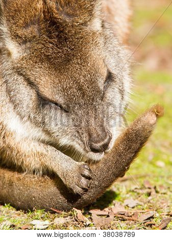 Parma Wallaby Is Cleaning It's Tail