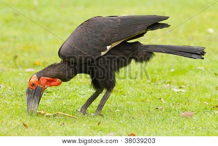 Southern Ground Hornbill (bucorvus Leadbeateri)