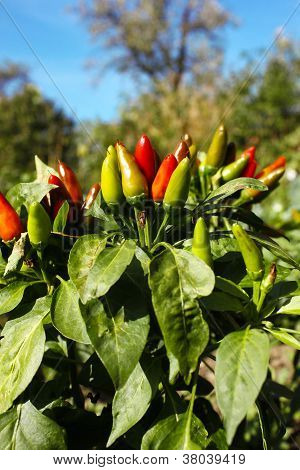 chiles