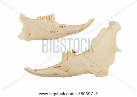 Jaws Of A Rabid