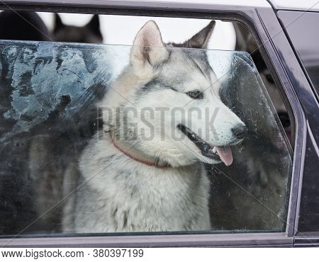 Husky Sled Dog In Car, Travel Pet. Dog Locked Inside Car, Looking Out Car Window And Waiting For Wal