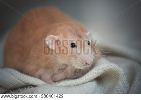Very Fat Red Rat At Home On A Table
