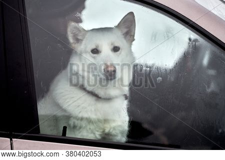 Husky Sled Dog In Car, Travel Pet. Dog Locked Inside Car, Looking Out Car Window And Waiting For Wal