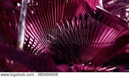 Large Palm Leaf In Magenta Color Of The Sabal Minor Family