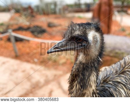 Portrait Of An Emus
