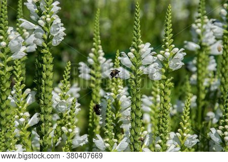 Flowers Veronica Spicata White Icicle And Bees Close-up.