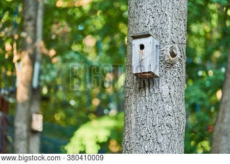 Birdhouse On Maple Tree. Simple Nesting Box Design For Little Birds. Shelter For Bird Breeding