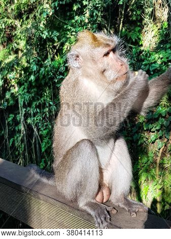 Male Long-tailed Macaques Flavicularis In Sacred Monkey Forest Of Padangtegal In Ubud, Indonesia