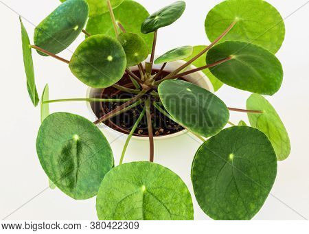 Top-down View Of A Chinese Money Plant (pilea Peperomioides) Forming Attractive Green Rosettes. Stri