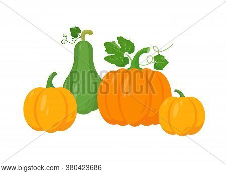 Different Tipes Of Pumpkin On White Background. Yellow, Orange And Green Pumpkin Vector Illustration