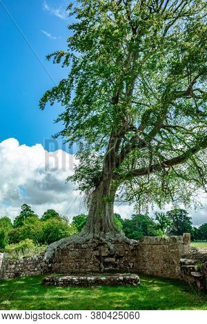 Ruins of Bayham Abbey, East Sussex, England, UK - church, chapter house and gatehouse