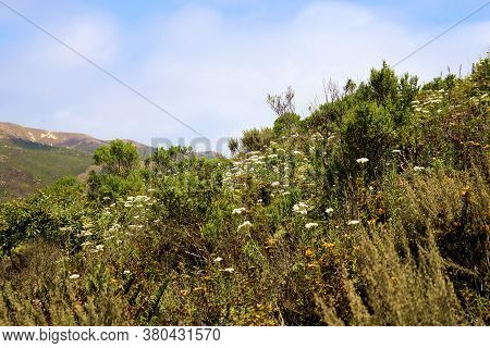 Coastal Chaparral Plants And Wildflowers On A Lush Prairie Taken At The Rural Central Coast In Monta