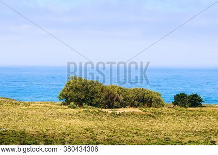Lush Green Grasslands Amongst Eucalyptus Trees Overlooking The Pacific Ocean Taken At The Central Co