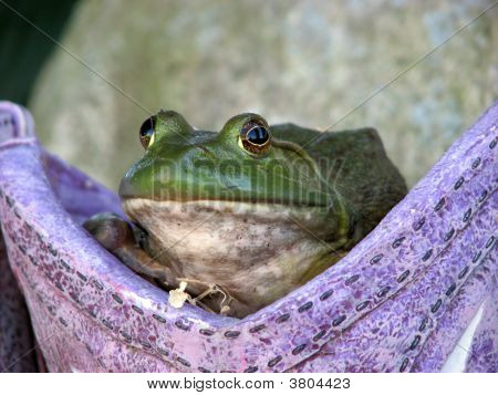 Frog In Boot